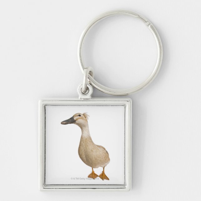 Chaveiro Pato com crista fêmea, 3 anos velho (Frente)