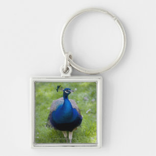 Chaveiro Pavão masculino (cristatus do Pavo)