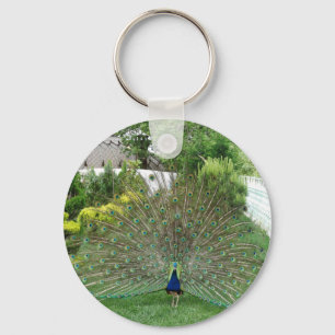 Chaveiro Peacock em um anel de chave de jardim