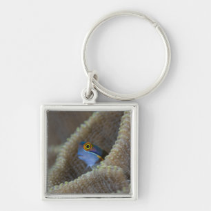 Chaveiro peixe Blenny Blenniidae) espreitando a cabeça para