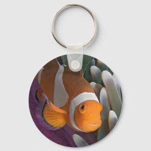 Chaveiro Peixe-palhaço-ocidental