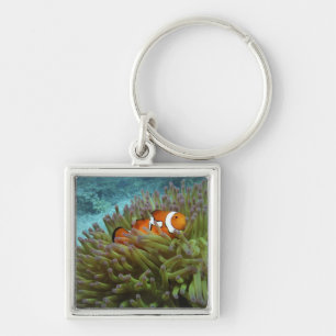 Chaveiro Peixe-palhaço-ocidental ( Amphiprion ocellaris )