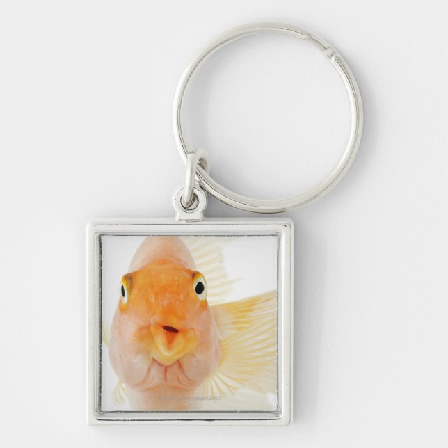 Chaveiro Peixes de água doce tropicais (Frente)