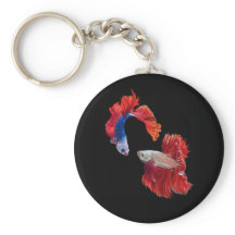 Peixes de combate siameses