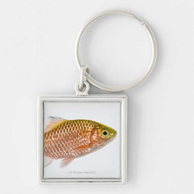 Chaveiro Peixes rosados da farpa (conchonius de Puntius) (Frente)