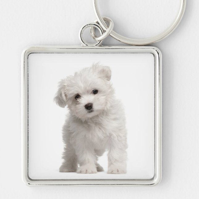Chaveiro Personalizado de Cão Cachorro Branco Malt (Frente)
