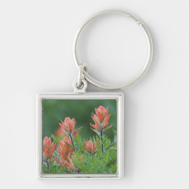 Chaveiro Pincel Indiano, Castilleja miniata, Ouray, (Frente)