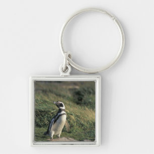 Chaveiro Pinguim-de-magalhães (Spheniscus magellanicus),