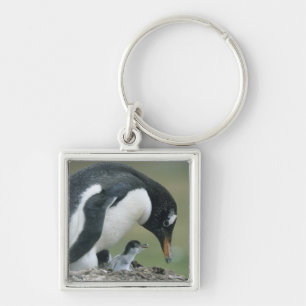 Chaveiro Pinguim Gentoo, (Pygoscelis papua), Ilhas Falkland