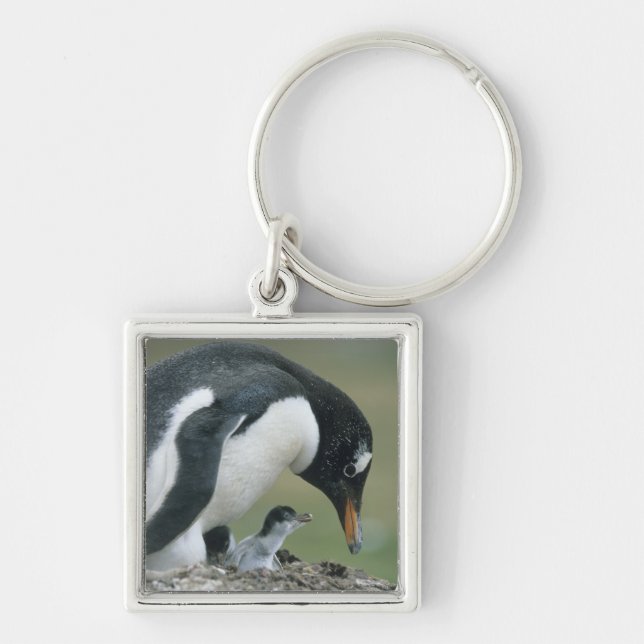 Chaveiro Pinguim Gentoo, (Pygoscelis papua), Ilhas Falkland (Frente)