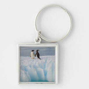 Chaveiro pingüim-gentoo, Pygoscelis Papua, no gelo glacial