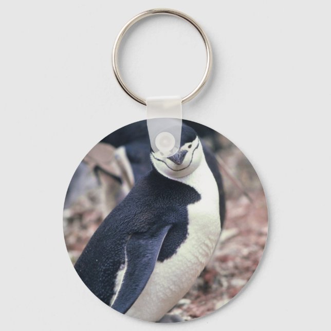 Chaveiro Pinguim-Pássaro Cinto-Negro Água Branca (Frente)