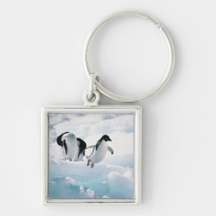 Chaveiro Pinguins de Adelie (adeliae) do pygoscelis a