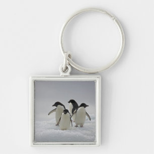 Chaveiro Pinguins de Adelie em fluxos do gelo