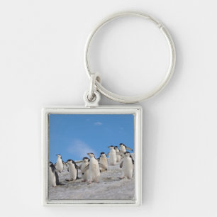 Chaveiro Pinguins-de-barbicha   Pygoscelis Antarctica