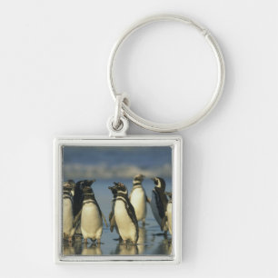 Chaveiro Pinguins-de-magalhães, Spheniscus