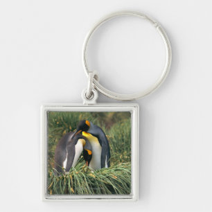 Chaveiro Pinguins de rei que nuzzling