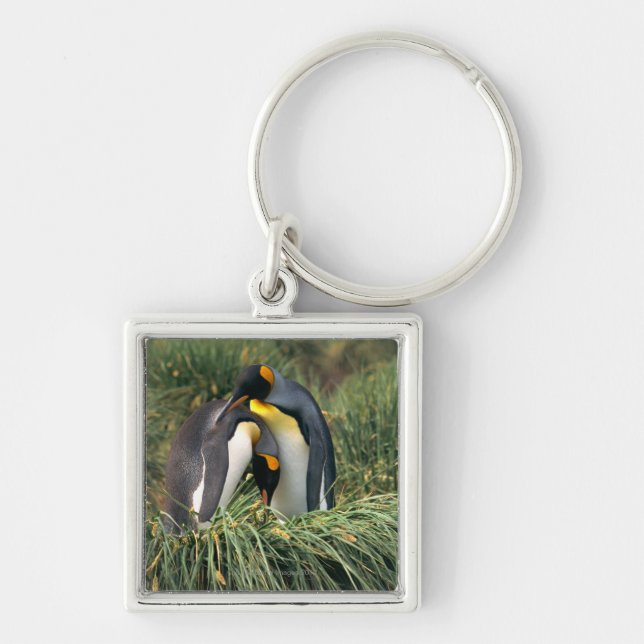 Chaveiro Pinguins de rei que nuzzling (Frente)