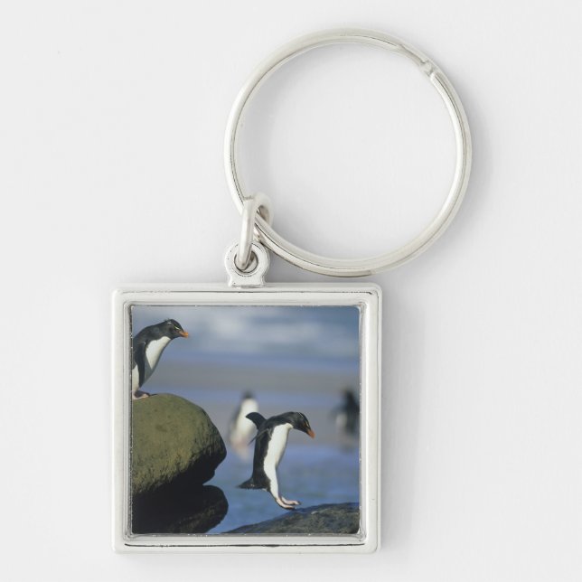 Chaveiro Pinguins Rockhopper, Eudyptes chrysocome), (Frente)