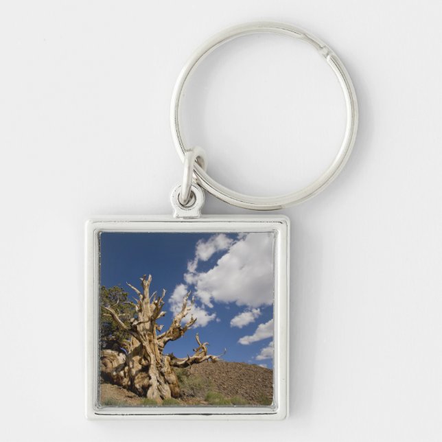 Chaveiro Pinheiro Bristlecone na Floresta Antiga Bristlecon (Frente)