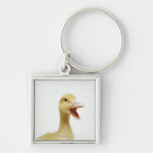 Chaveiro Pintinho do pato de Pekin, cabeça-tiro