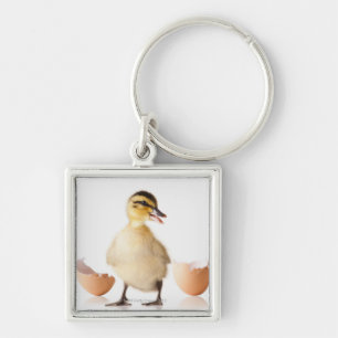 Chaveiro Pintinho recentemente chocado ao lado de escudo de