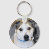 Pitbull de Raça Mista/Chaveiro de Labrador Amarelo