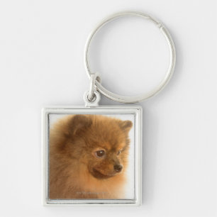 Chaveiro Pomeranian