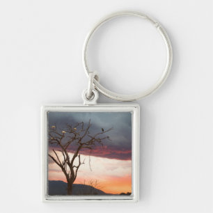 Chaveiro Pôr do sol no pântano de Kandheri com colhereiros 