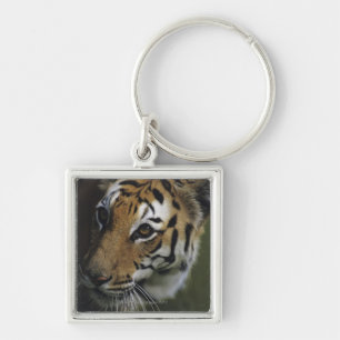 Chaveiro Posição do tigre (Panthera tigris), fim-acima de