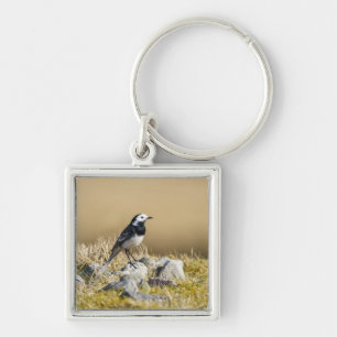 Chaveiro Posing Wagtail