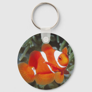 Chaveiro procurando nemo
