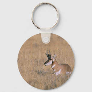 Chaveiro Pronghorn
