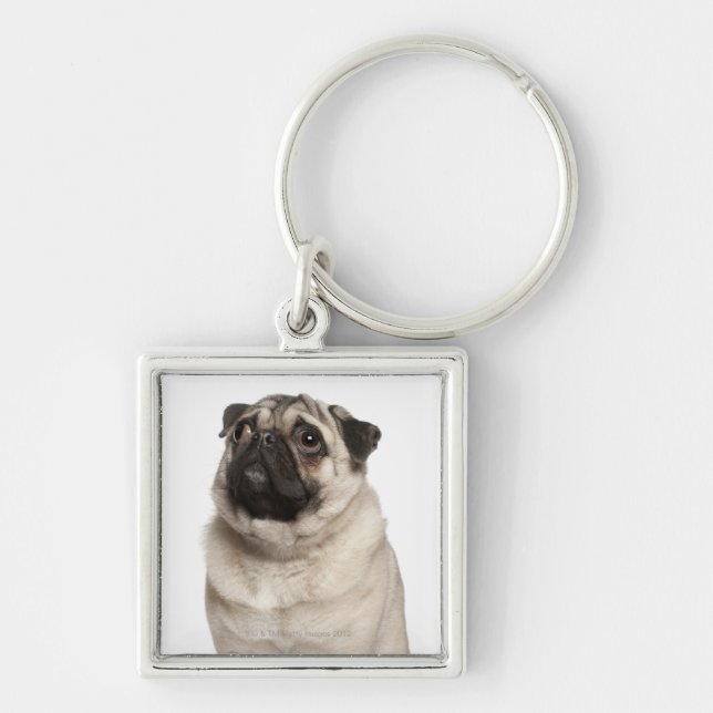 Chaveiro Pug (13 meses velho) que olha acima (Frente)
