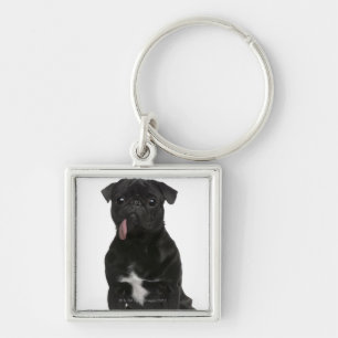 Chaveiro Pug (bebê de um ano) que senta-se com sua