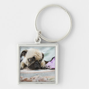 Chaveiro Pug que olha inocente após ter mastigado o dedo d