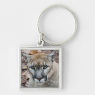 Chaveiro Puma, leão-da-montanha, pantera-da-flórida, Puma