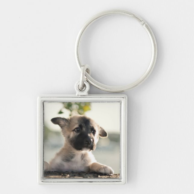 Chaveiro Puppy do german shepherd sobre a borda (Frente)