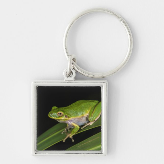 Chaveiro Rã-verde (Hyla cinerea) 2 (Frente)