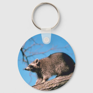 Chaveiro Raccoon Perch