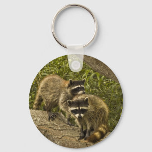 Chaveiro Raccoons