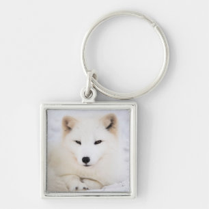 Chaveiro Raposa polar-árctica branca na neve