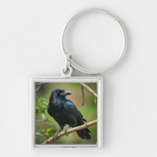 Chaveiro Raven em uma ramificação de árvore
