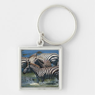 Chaveiro Rebanho das zebras 2