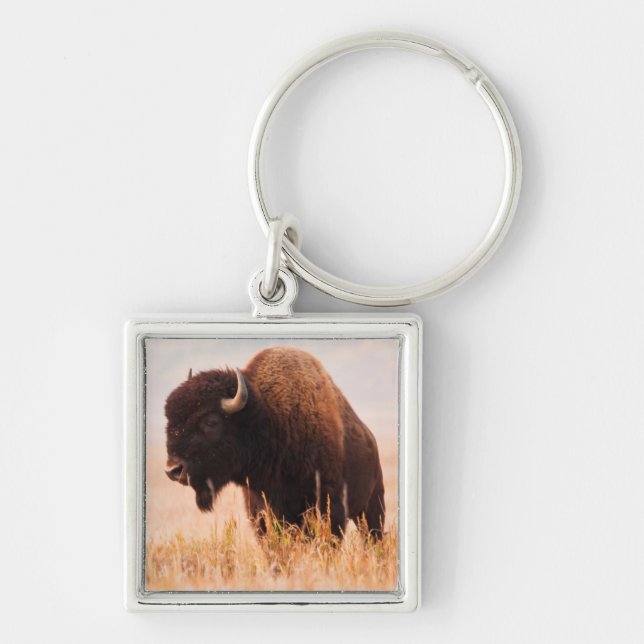 Chaveiro Rebanho de Bisontes Americanos (Bison Bison) em Te (Frente)