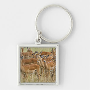 Chaveiro Rebanho de impalas fêmeas, Masai Mara, Quênia.