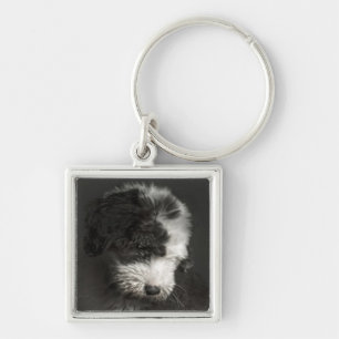 Chaveiro Retrato Bobtail do filhote de cachorro no estúdio