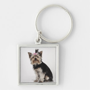 Chaveiro Retrato de um cão do yorkshire terrier
