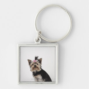 Chaveiro Retrato de um cão do yorkshire terrier
