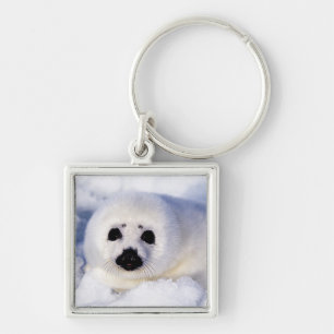 Chaveiro Retrato de uma Pup Harp Seal
